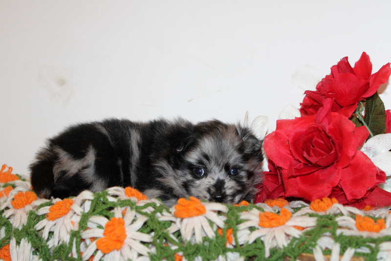 puppy, for, sale, Pomsky, Matthew B. Stoltzfus, dog, breeder, Gap, PA, dog-breeder, puppy-for-sale, forsale, nearby, find, puppyfind, locator, puppylocator, aca